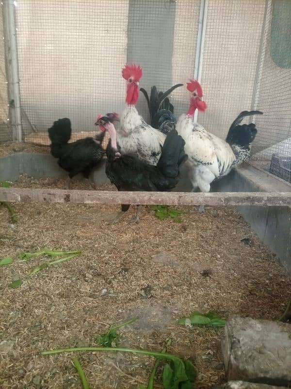 Hens For Sale 2