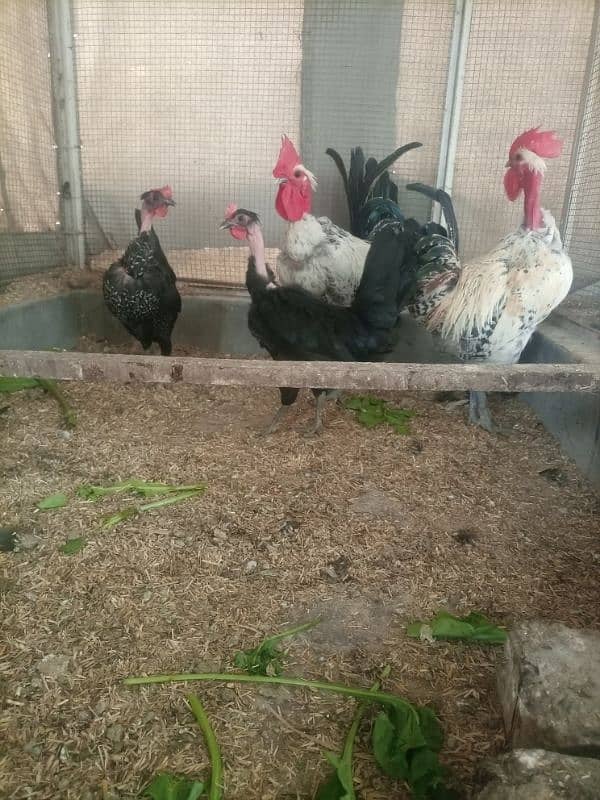 Hens For Sale 3