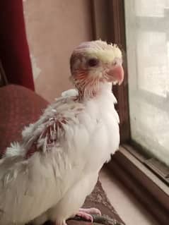 Cockatiel parrot Chick