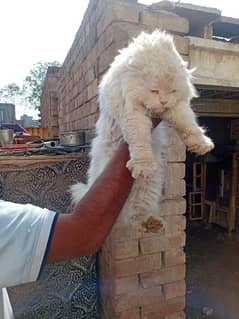 Persian cat male