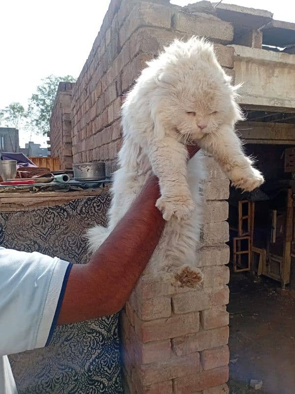 Persian cat male 0