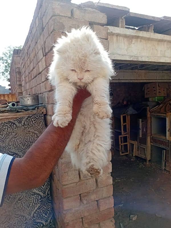 Persian cat male 1