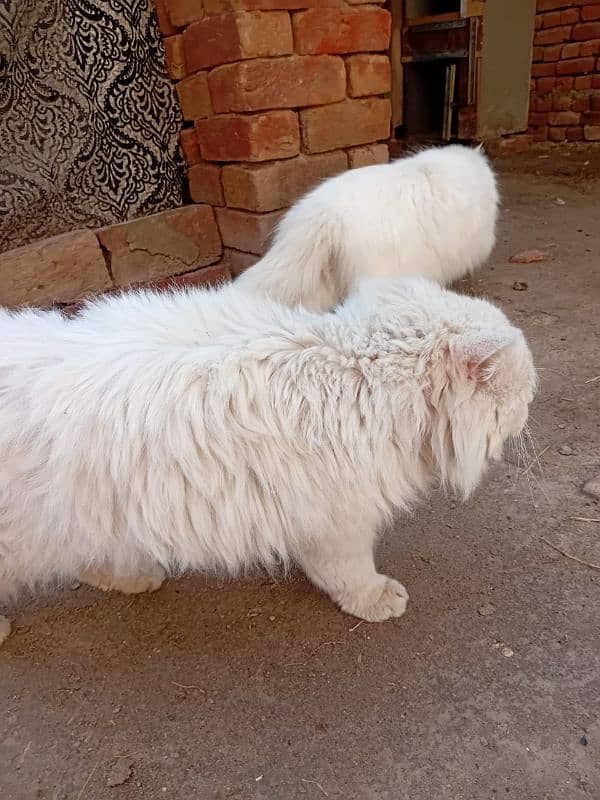 Persian cat male 2