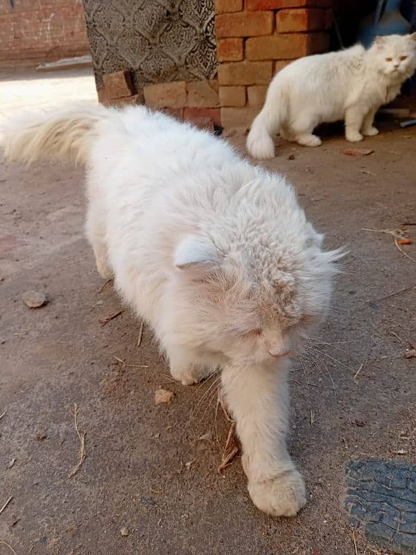 Persian cat male 4