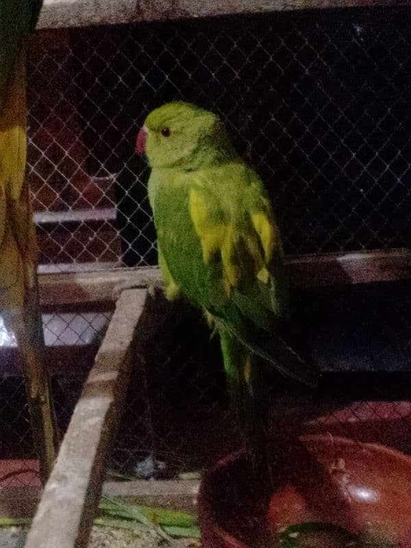 Green parrat 0