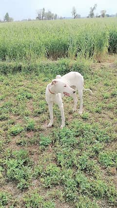 female dog (kathi)  white colour  age 6 month.      sialkot