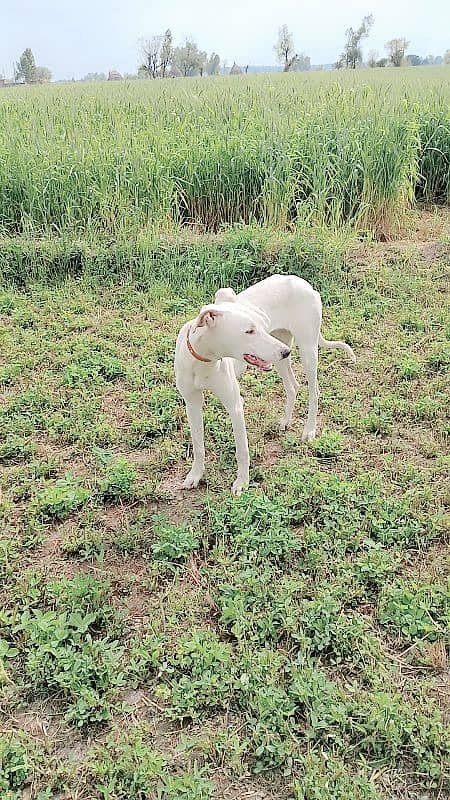 female dog (kathi)  white colour  age 6 month.      sialkot 0