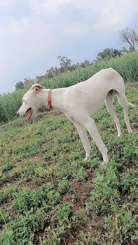 female dog (kathi)  white colour  age 6 month.      sialkot 1