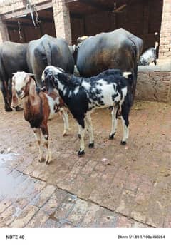 2 Desi Bakray ( donday) for sale