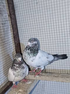 piegon pairs or single male female