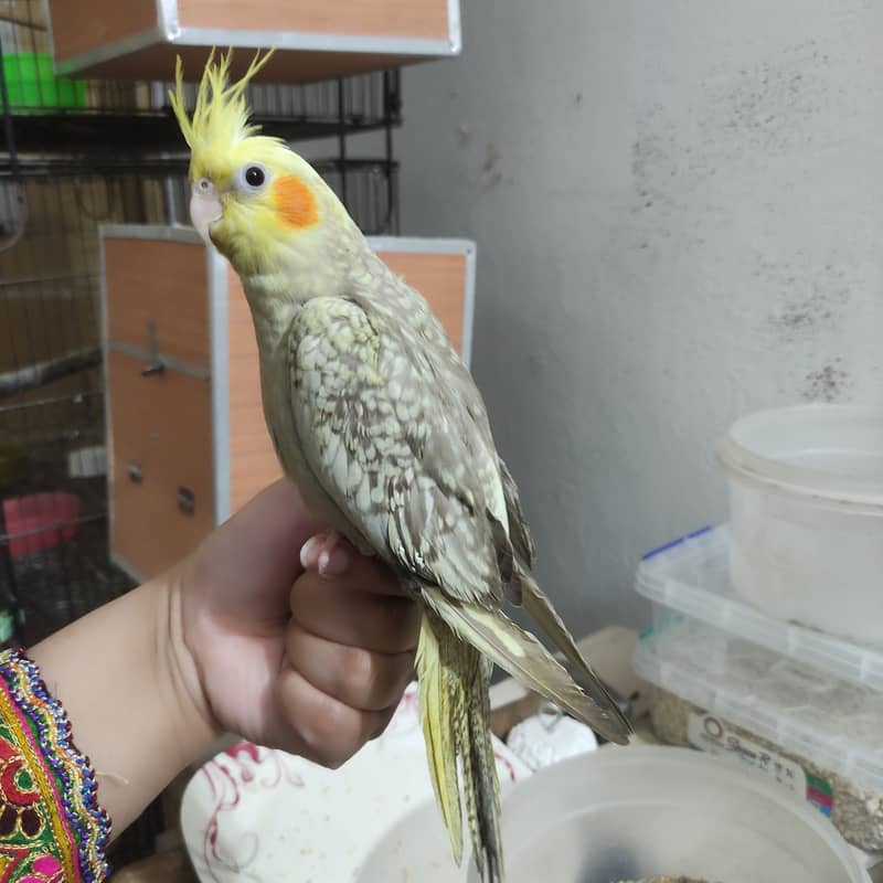 Sweet hand tamed cockatiel / cocktail self baby 0