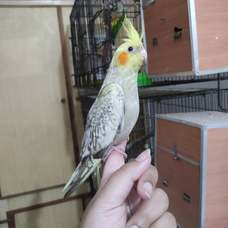 Sweet hand tamed cockatiel / cocktail self baby 2