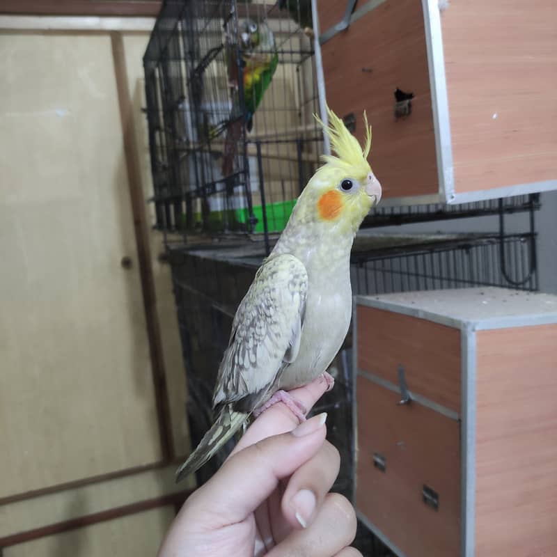 Sweet hand tamed cockatiel / cocktail self baby 3