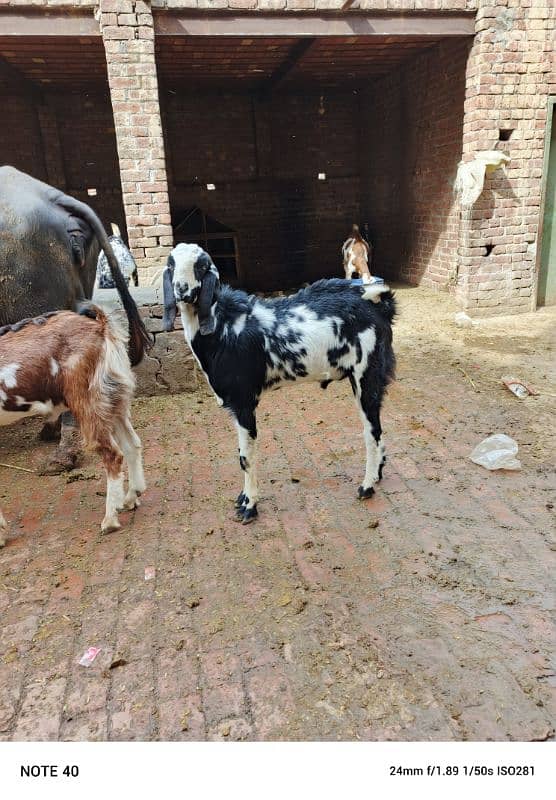 Desi bakray 2 dant qurbani kay liya 1