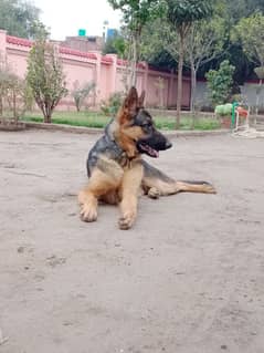 German shepherd 10 months Male