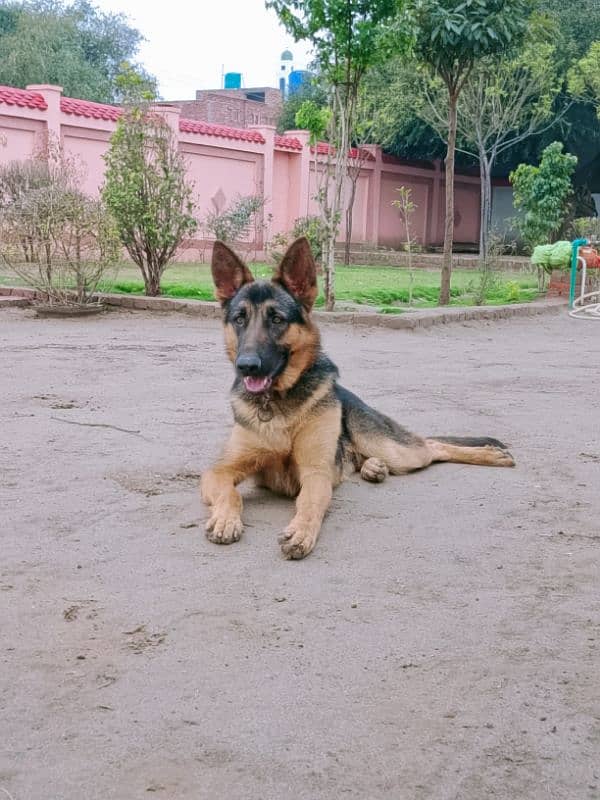 German shepherd 10 months Male 1