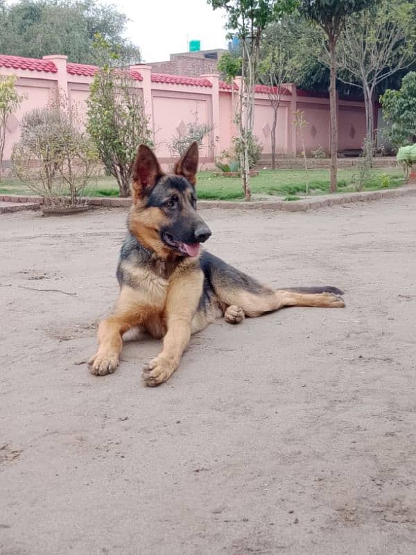 German shepherd 10 months Male 2