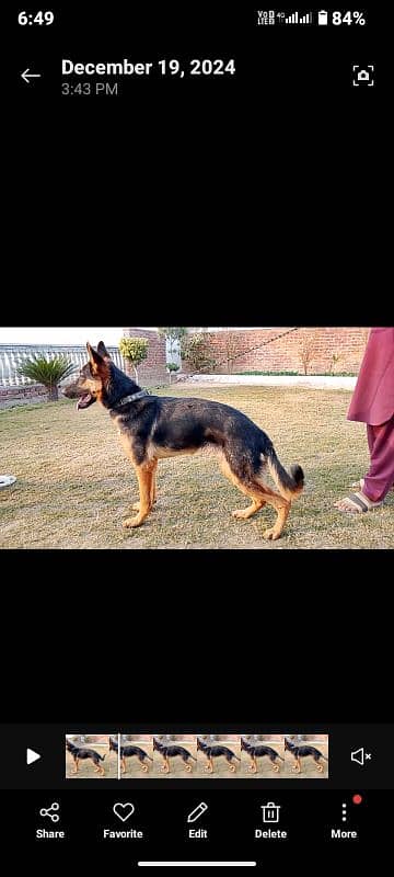 German shepherd 10 months Male 4