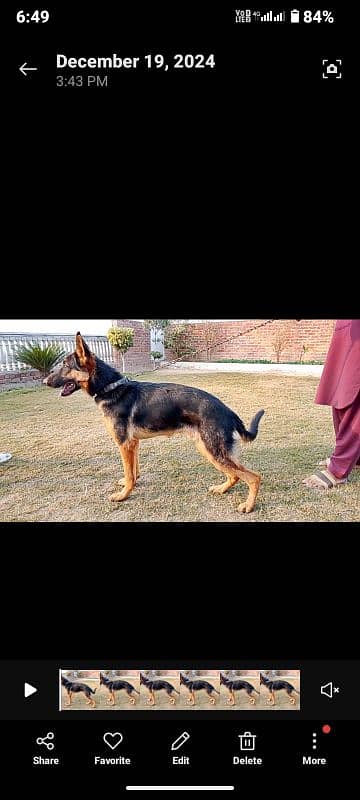 German shepherd 10 months Male 5