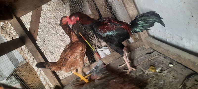 Hen Sale 0