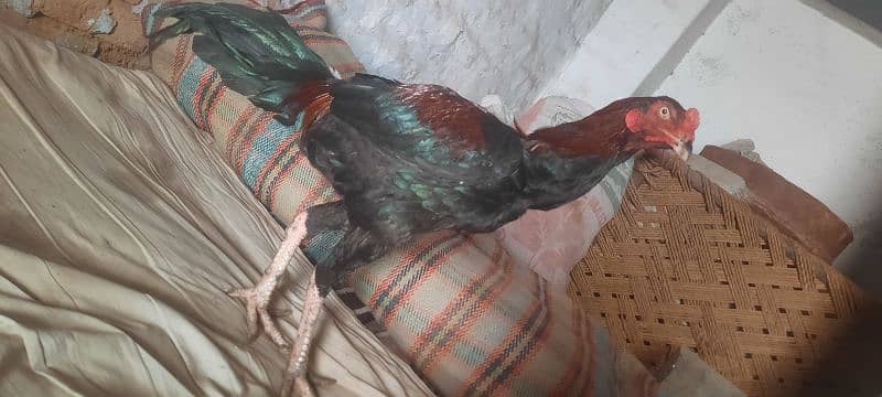 Hen Sale 1