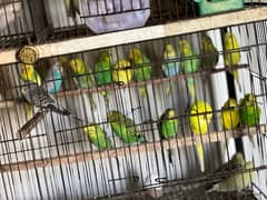 Australian Parrot, Java Pair or Conure with eggs, Coctail pair