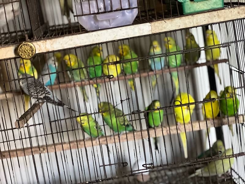 Australian Parrot, Java Pair or Conure with eggs, Coctail pair 0