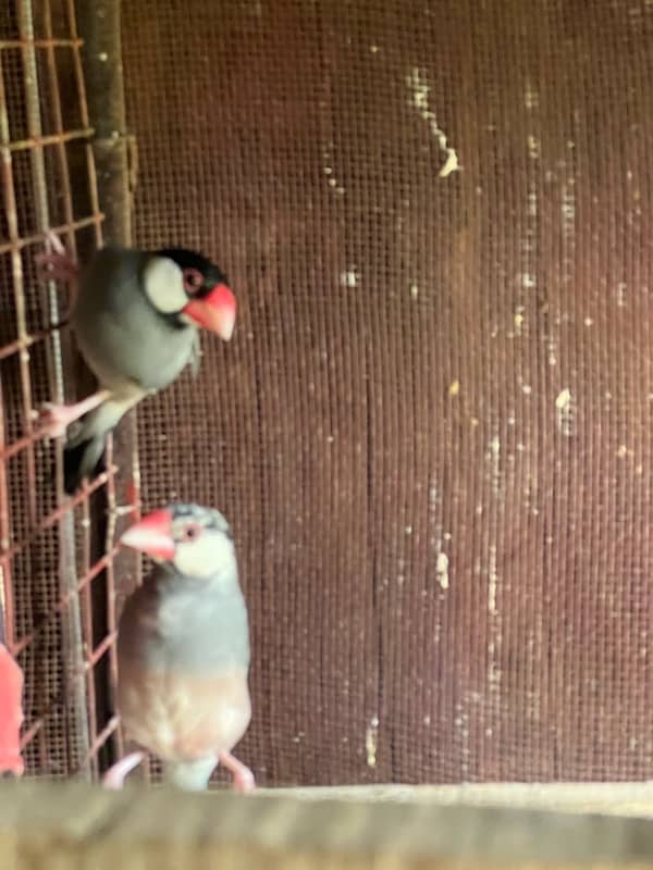 Australian Parrot, Java Pair or Conure with eggs, Coctail pair 5