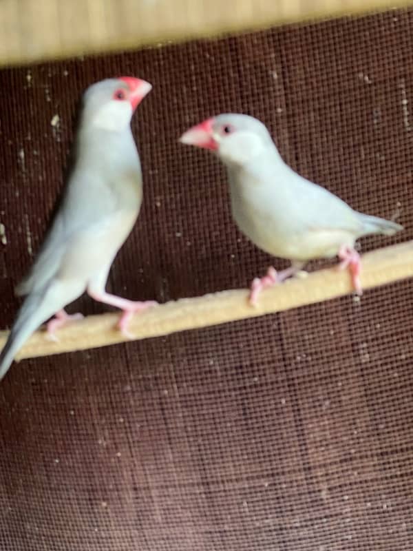 Australian Parrot, Java Pair or Conure with eggs, Coctail pair 6