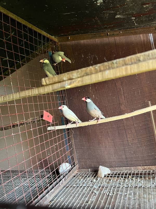 Australian Parrot, Java Pair or Conure with eggs, Coctail pair 7