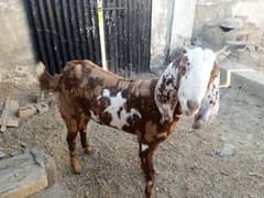 Shera mix goat for sale