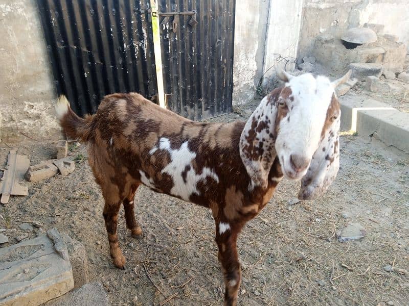 Shera mix goat for sale 0