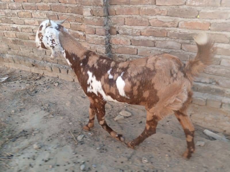 Shera mix goat for sale 1