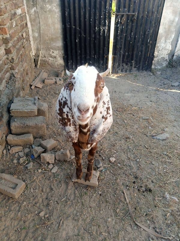 Shera mix goat for sale 2