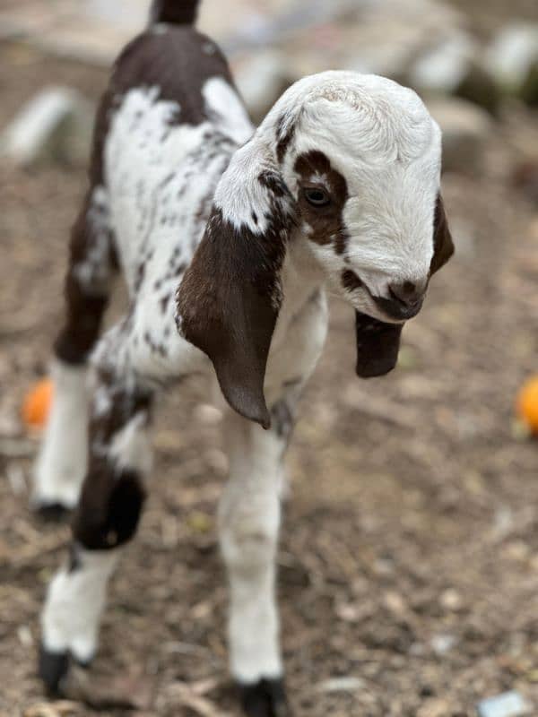 Shera mix goat for sale 3