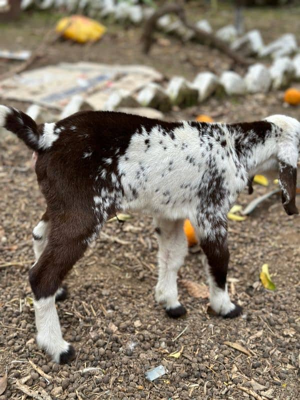 Shera mix goat for sale 4