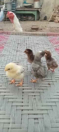 king o Shamoo white or Pakistani female ka chicks for sale