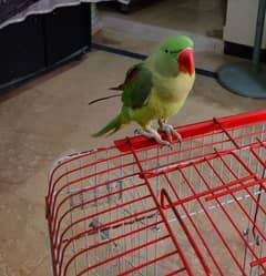 RAW PARROT HANDTAMED with Cage