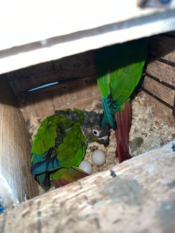 Australian Parrot, Java Pair or Conure with eggs, Coctail pair 10