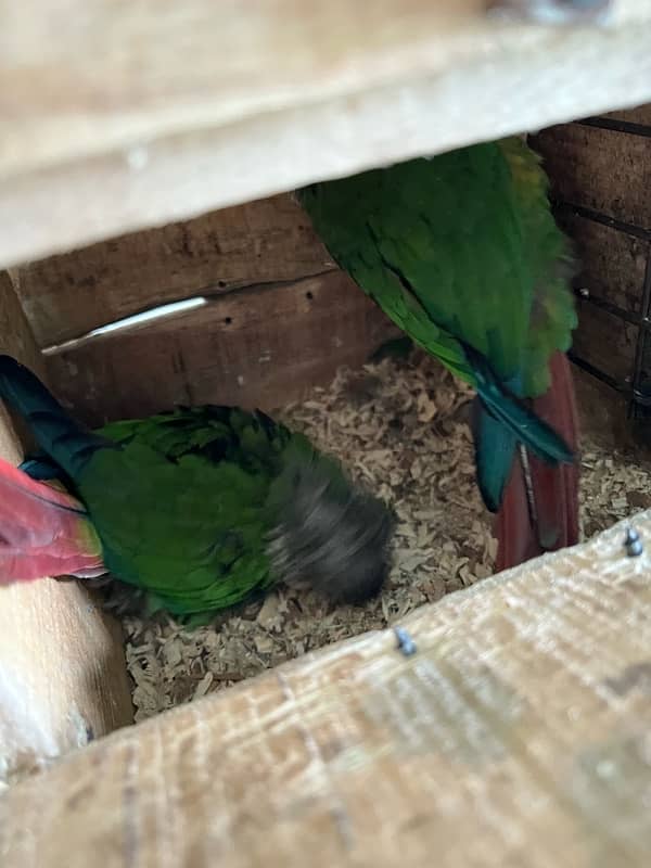 Australian Parrot, Java Pair or Conure with eggs, Coctail pair 11