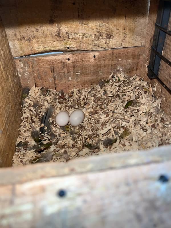 Australian Parrot, Java Pair or Conure with eggs, Coctail pair 12