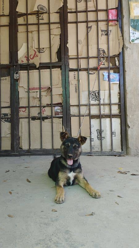 German shepherd female puppy 2 months old 1