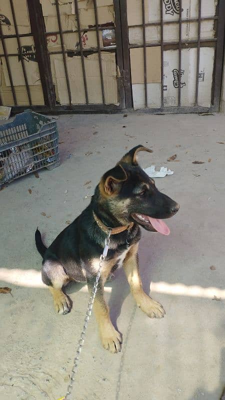 German shepherd female puppy 2 months old 2