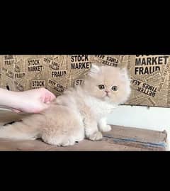 Persian kittens | Punch Face | Triple Coat | fluffy | cat