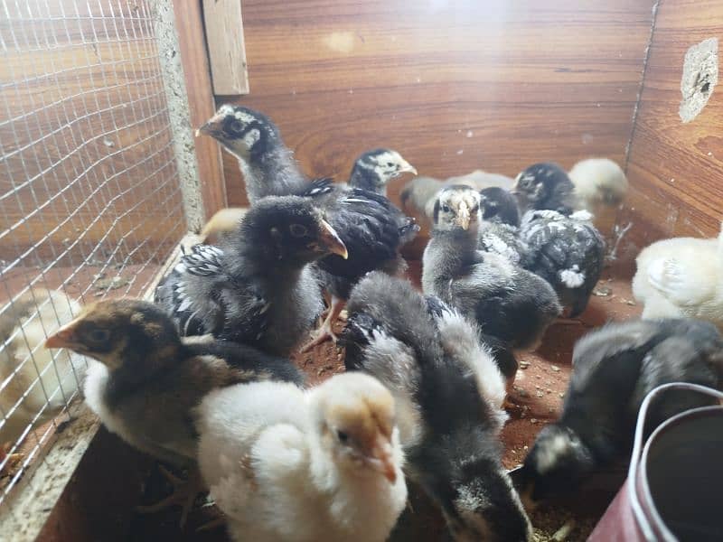 Wyondate, Heera Paper White and Phoenix Long Tail Chicks 10