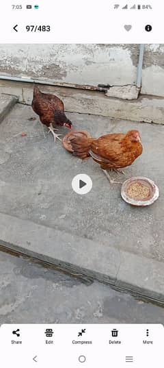 3 hens for sale 2 amrohi and 1 desi