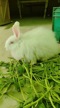 English Angora bunnies