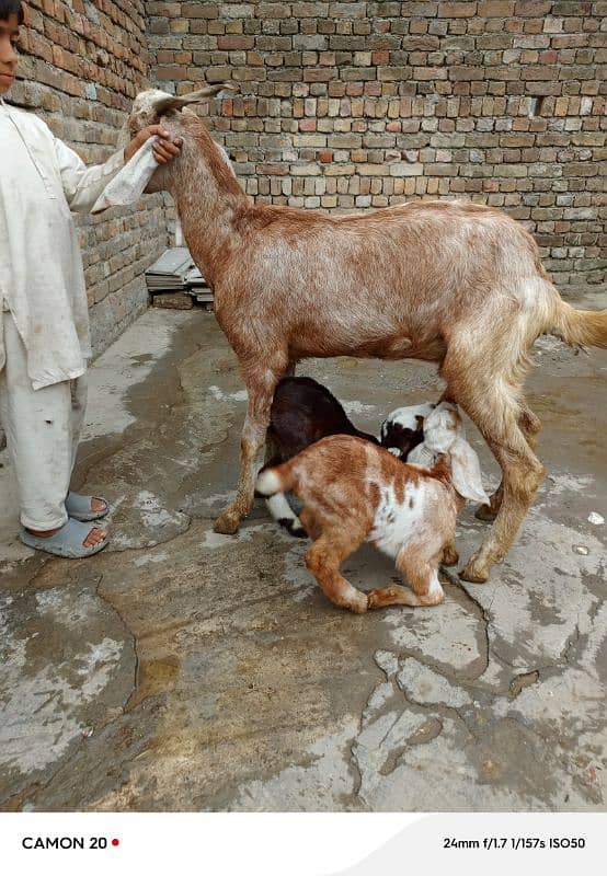 Bakri Aur Do bacche fore Sel 0