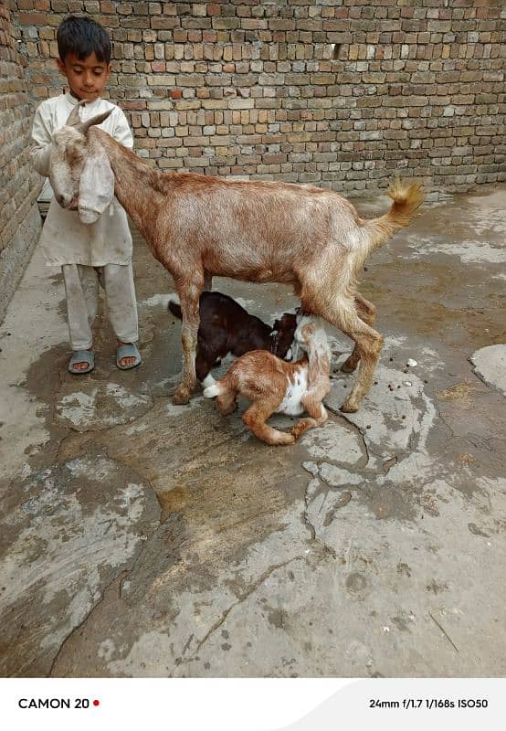 Bakri Aur Do bacche fore Sel 1