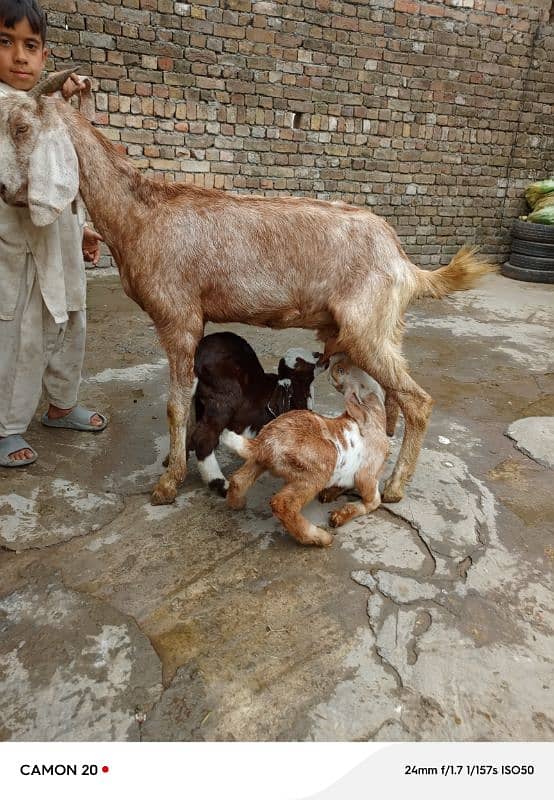 Bakri Aur Do bacche fore Sel 2